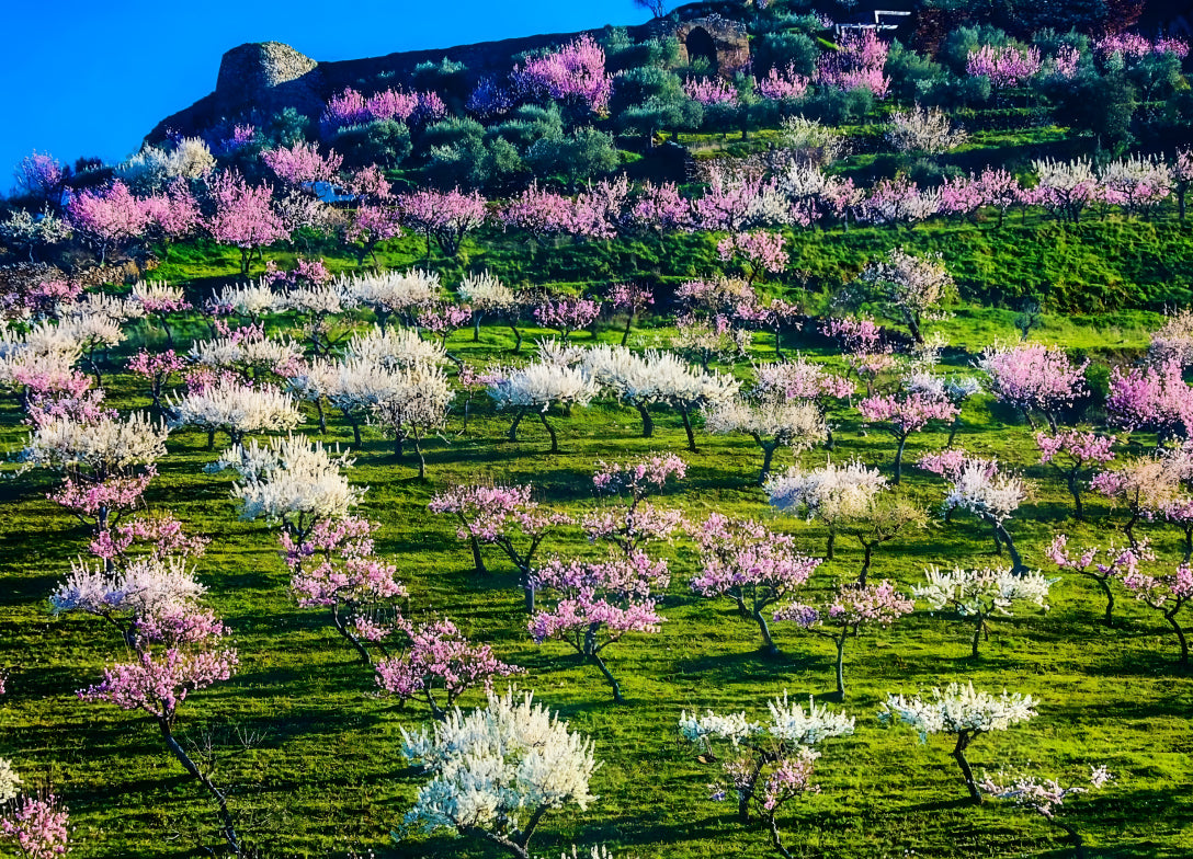 Amendoeiras em Flor & Caretos